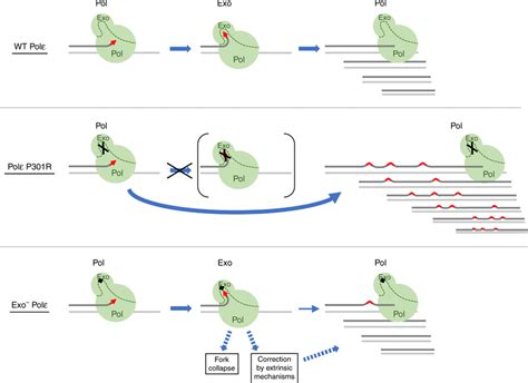 Polε exonuclease domain alterations as a source of increased DNA ...