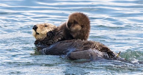 Baby Otter Learning to Swim | POPSUGAR Tech