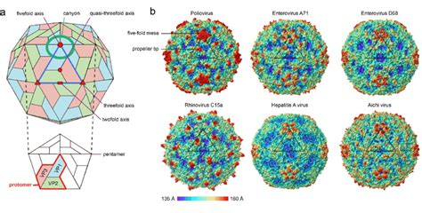 Picornavirus structure. a. Schematic representation of a picornavirus ...