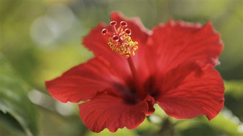 The vivid Chinese hibiscus: an emblem of enthusiasm and vitality - CGTN