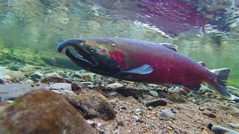 The salmon of North Creek — Oregon Coast TODAY