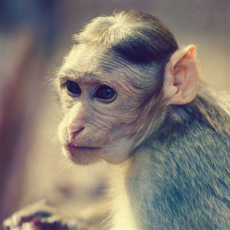 Bonnet Macaque Free Stock Photo - Public Domain Pictures