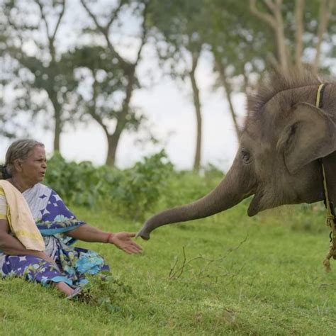 The Elephant Whisperers: Where To Watch The Oscar-Winning Docu?