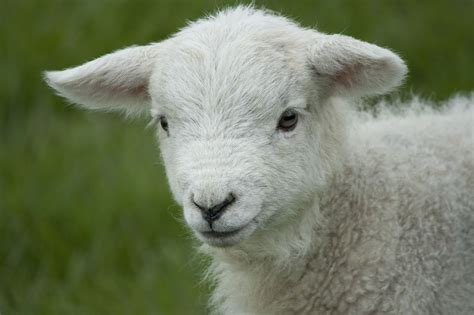 Little Lamb | Lamb, Cute, Baby sheep