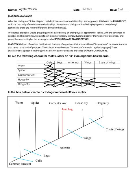 Free cladistics worksheet, Download Free cladistics worksheet png ...