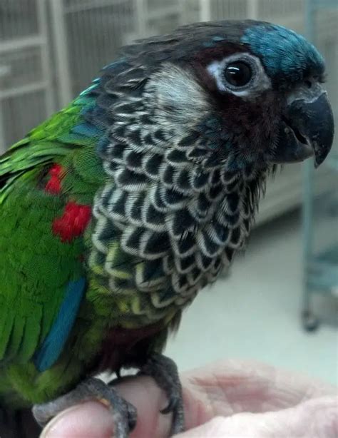 Conures care - How To Care For A Conure Parrot | Food, Habitat & Health