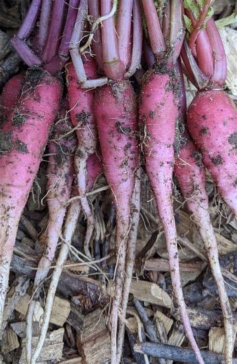 China Rose Radish Seeds | Heirloom | Tim's Tomatoes