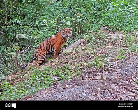 Javan tiger (Panthera tigris sondaica), a Critically Endangered ...