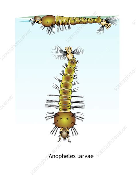 Anopheles mosquito larvae, illustration - Stock Image - C047/1863 ...