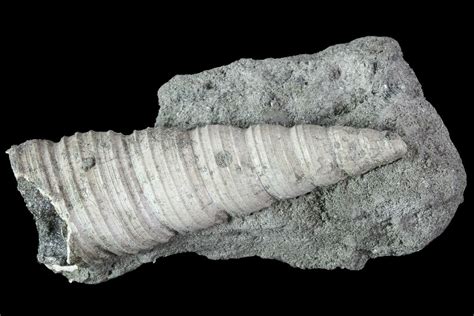 2.3" Cretaceous Turritella Fossil - Tennessee For Sale (#86218 ...