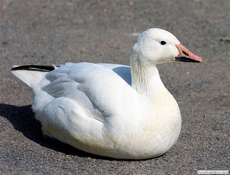 white Geese (Chen) Identification - ID types of White Goose - Wildfowl ...