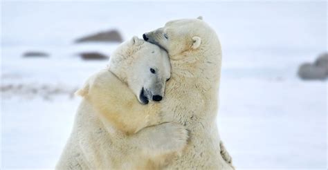 Polar Bear Hug - JattDiSite.com