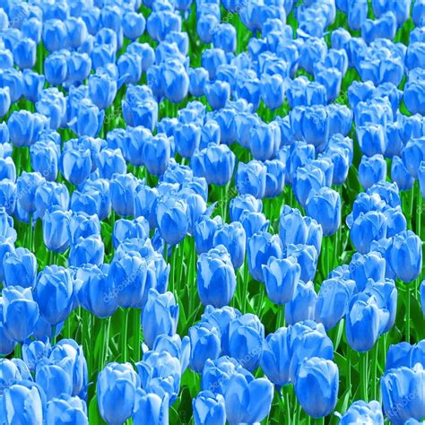 Blue tulips field Stock Photo by ©Leonardi 68675833