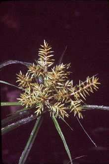 Yellow Nutsedge Wild Edible Plants For Survival