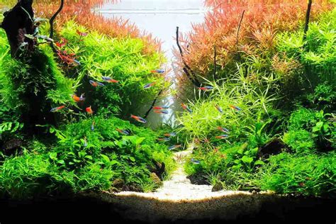 18 Best Low light Aquarium plants.