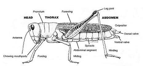 Grasshopper Internal Anatomy