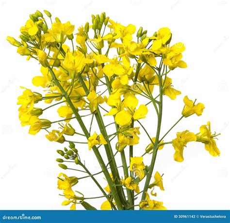 Rapeseed Plant Stock Photography - Image: 30961142