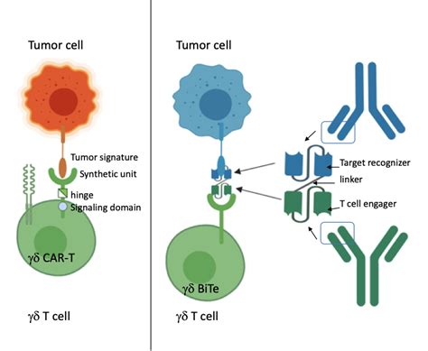 Gamma Delta T Cell Therapy