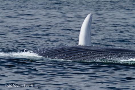 Lunge-feeding Blue Whale | This is rarely seen, since the kr… | Flickr