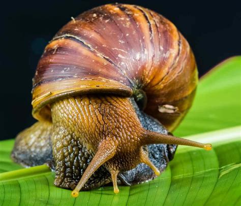 Do Snails Have Eyes? | Times Knowledge India