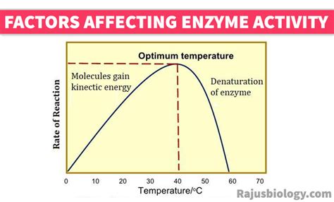 6 Factor Affecting Enzyme Activity Short Notes - Rajus Biology