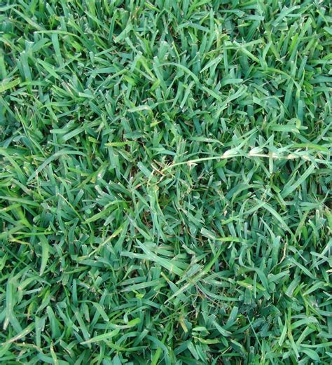 9 Types of Grass for Lawns in Broward County - Lawncierge