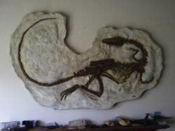 coelophysis skeleton 3d models 【 STLFinder