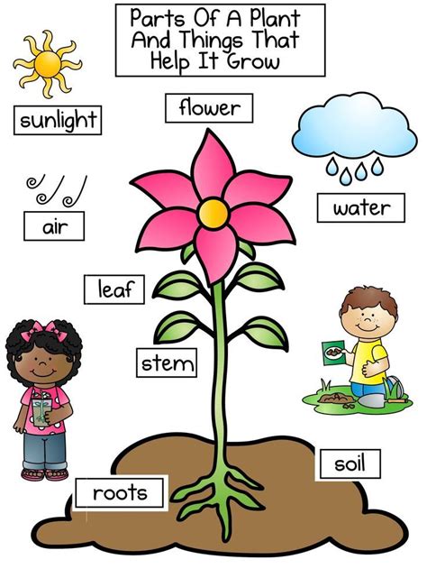 38 Awesome plant needs clipart | Planting for kids, Plant life cycle ...