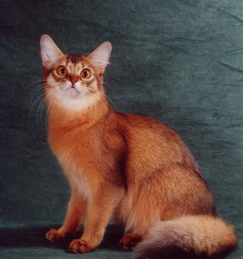 Somali Cat Blue, Ruddy, Red Breed Info, Personality, Grooming, Pictures