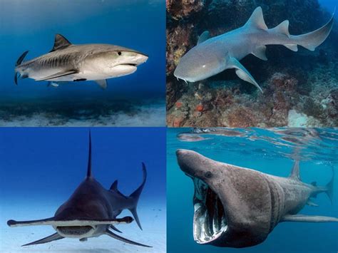 Types of Sharks: 20 Must-Know Shark Species Worldwide