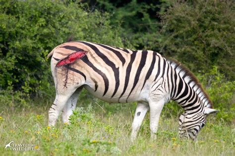 Zebra with the scars of a Lion Attack : r/natureismetal