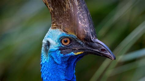 Exotic Southern Cassowary in Tropical Rainforests