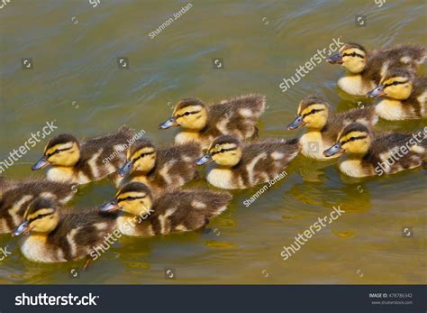 Baby Ducks Swimming Stock Photo 478786342 : Shutterstock