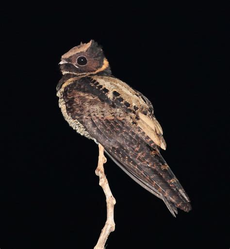 Great eared nightjar (Lyncornis macrotis)