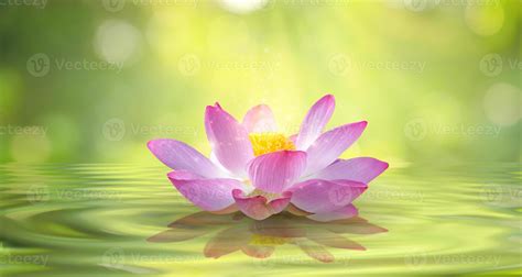 Blooming pink lotus flower isolated on sparkle background 2465671 Stock ...