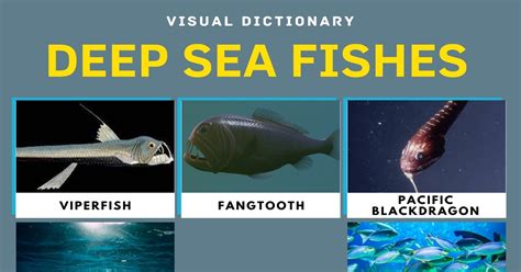 Deep Sea Fish | List of Fish that Live in the Deep Sea with Pictures • 7ESL