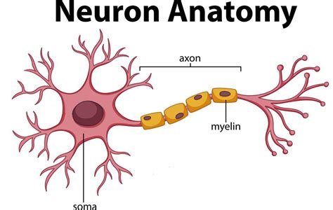 Brain Anatomy and How the Brain Works – ryanbenhammm