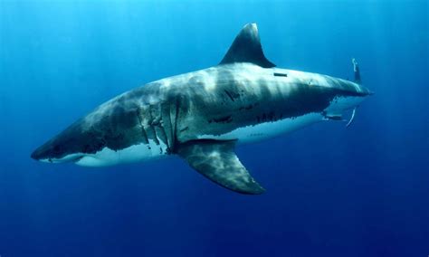 Great White Sharks | Species | WWF