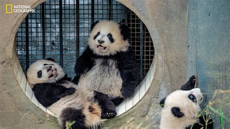 See these stunning photos of pandas born in captivity soon to be ...