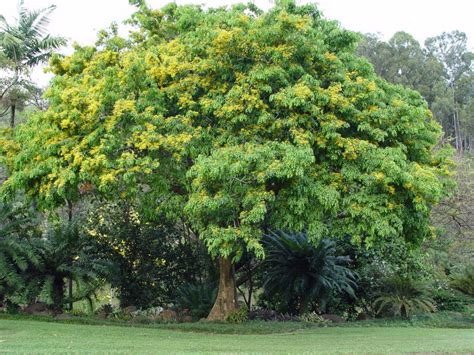 National Tropical Botanical Garden | Pterocarpus indicus - Plant Detail ...