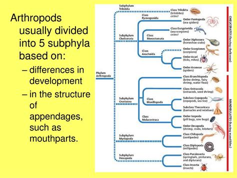 PPT - Chapter 36 Arthropods & Chapter 37 Insects PowerPoint ...