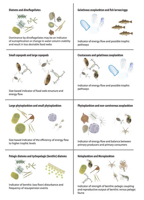 Zooplankton Vs Phytoplankton Sciencing