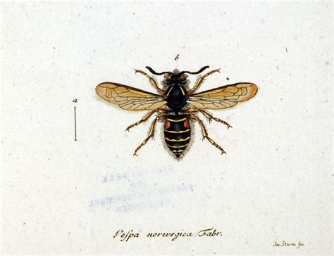 Vintage insect illustration - a photo on Flickriver