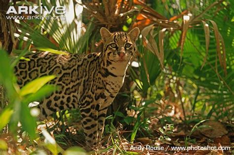 Leopardus ID: Ocelot, Margay, Oncilla - ISEC Canada