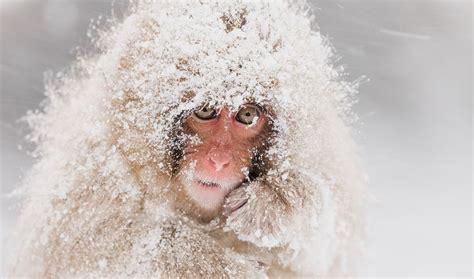 Japanese Macaque, Monkey, Snow, Wildlife, Primate, Monkeys, 1080P HD ...