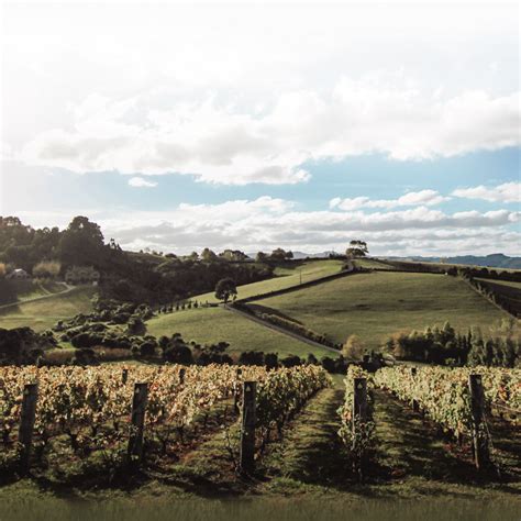 Gorgeous, Boutique Matakana Wineries Are Just 1 Hour From Auckland