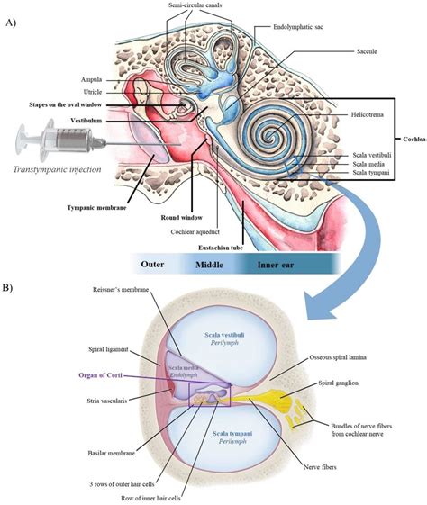 Ear Cochlea Diagram