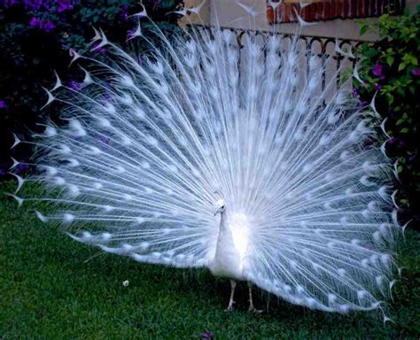 AJORBAHMAN'S COLLECTION: "White Peacocks" can be beautiful in their own ...