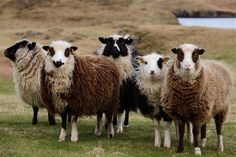 7 best Long haired shetland sheep in the UK images on Pinterest | Sheep ...