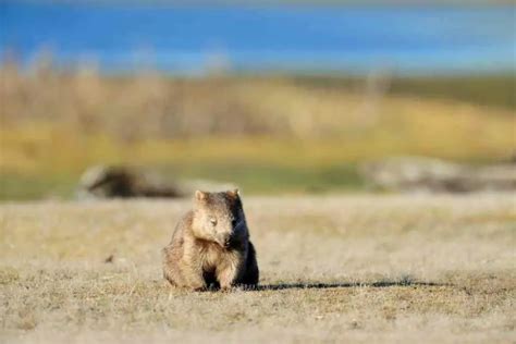 Wombat Facts For Kids: Perfect For School Homework & Projects